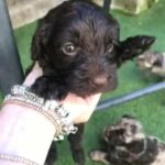 one pup left