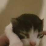 female kitten