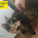 kittens due any day now