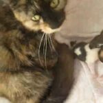 kittens for reserving