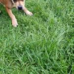 American Bully Staffy