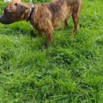 American Bully Staffy