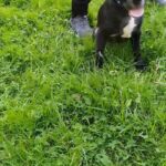 American Bully Staffy