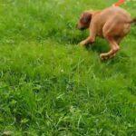 American Bully Staffy