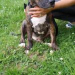 American Bully Staffy