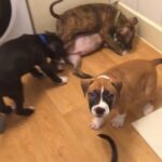 American bully puppies