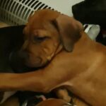 American bully puppies