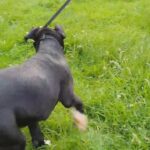 American Bully Staffy