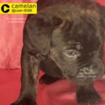 mastiff puppies for sale