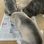 Amazing Siberian Husky Puppies