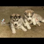 Amazing Siberian Husky Puppies