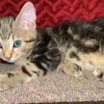 tiger tabby kitten