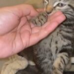 grey tabby tiger kitten sale beautiful
