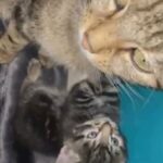 got 4 beautiful kittens gorgeous grey and tabby’s