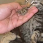 tiger kitten 8 weeks old beautiful