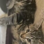 beautiful grey tabby tiger male 9 weeks kitten