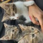 tiger & tabby beautiful kittens pure grey eyes gorgeous