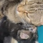 tabby tiger gorgeous 4 kittens 8 weeks old