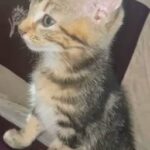 tabby female beautiful kitten 9 weeks old
