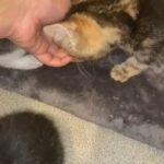 tiger x tabby beautiful kittens 8 weeks old