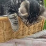 tiger tabby mixed kittens 8 weeks beautiful gorgeous