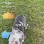 AMAZING BRITISH BULLDOG PUP FOR SALE