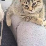 2 tabby boys