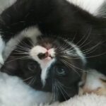 female tuxedo