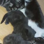 4 fluffy kittens