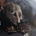 3 adorably friendly kittens