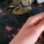 lovely kittens in Wrexham