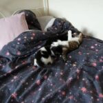 Lovely kittens for sale