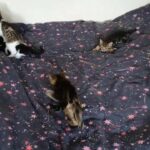 Lovely kittens for sale