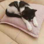 Lovely kittens in Wrexham