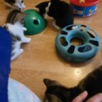 Kittens in Wrexham