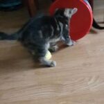 Amazing kittens in Wrexham