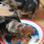 Lovely kittens in Wrexham