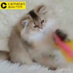 Rare Golden British longhair