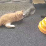 British shorthair kittens