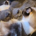 British shorthair kittens