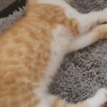British shorthair kittens