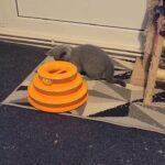 beautiful British shorthair  and scotish folds