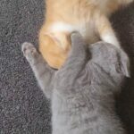 British shorthair kittens Ready to go
