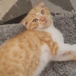 British shorthair kittens in London