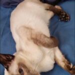 6 months seal point female siamese GCCF