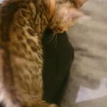 TICA Bengal Kittens. ready now!!