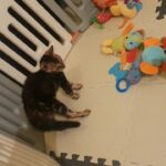 Gorgeous TICA Rossete and marbled registered kittens