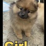 Beautiful Pomeranian Puppies