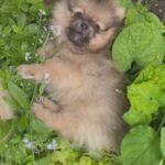 Pomeranian puppies