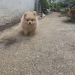 Pomeranian Puppies